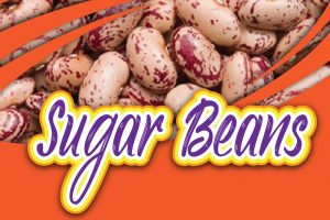 Sugar Beans